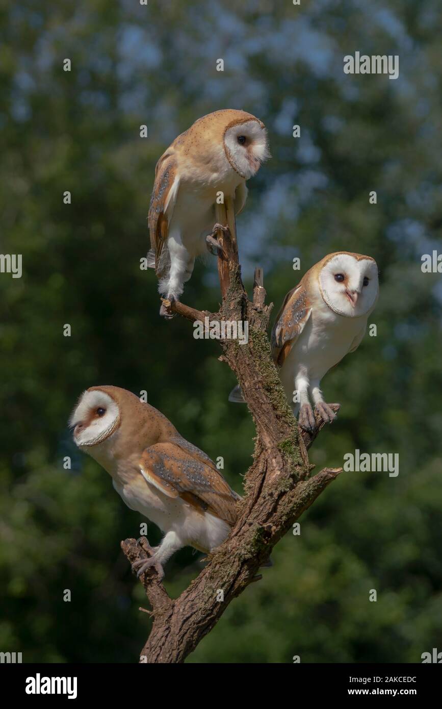 Tre i barbagianni (Tyto alba) seduto su un ramo. Sfondo verde scuro. Noord Brabant nei Paesi Bassi. Foto Stock