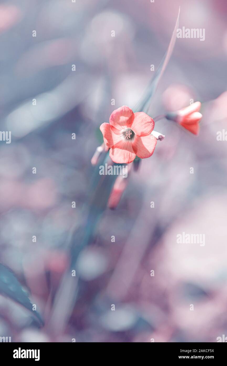 Un grazioso piccolo fiore rosa. Vintage piccolo fiore, sfondo natura bellissima, tonificante a primavera la natura design. Copia dello spazio. Foto Stock