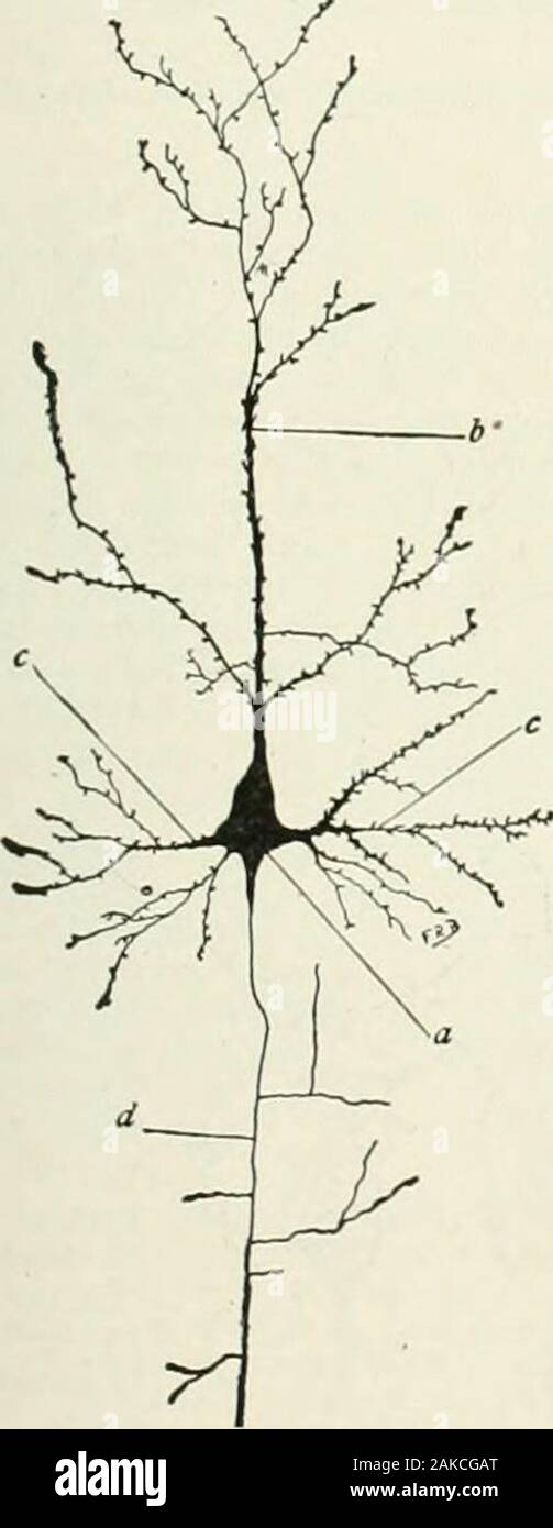 Un manuale di riferimento delle scienze mediche, abbraccia tutta la gamma di scientifici e pratici della medicina e scienze affini . Fig. 855.-cella corpo di un neurone simile a quella ofFig. 854, dal midollo spinale di un bue. macchiate da Nissls Methodto mostrano i corpi Chromophilic, a. Pigmento; b, axone; c,axone dosso; d, dendriti. (Da Barker, dopo von Lenhoss6k.). Fig. S.56.-cellula piramidale del tipo Golgis mi da la corteccia HumanCerebral, preparato da Golgis Bichloride di MercuryMethod, a. Corpo cellulare; b. dendrite apicale; c, dendriti laterale; d,axone con rami collaterali. Solo una piccola Foto Stock