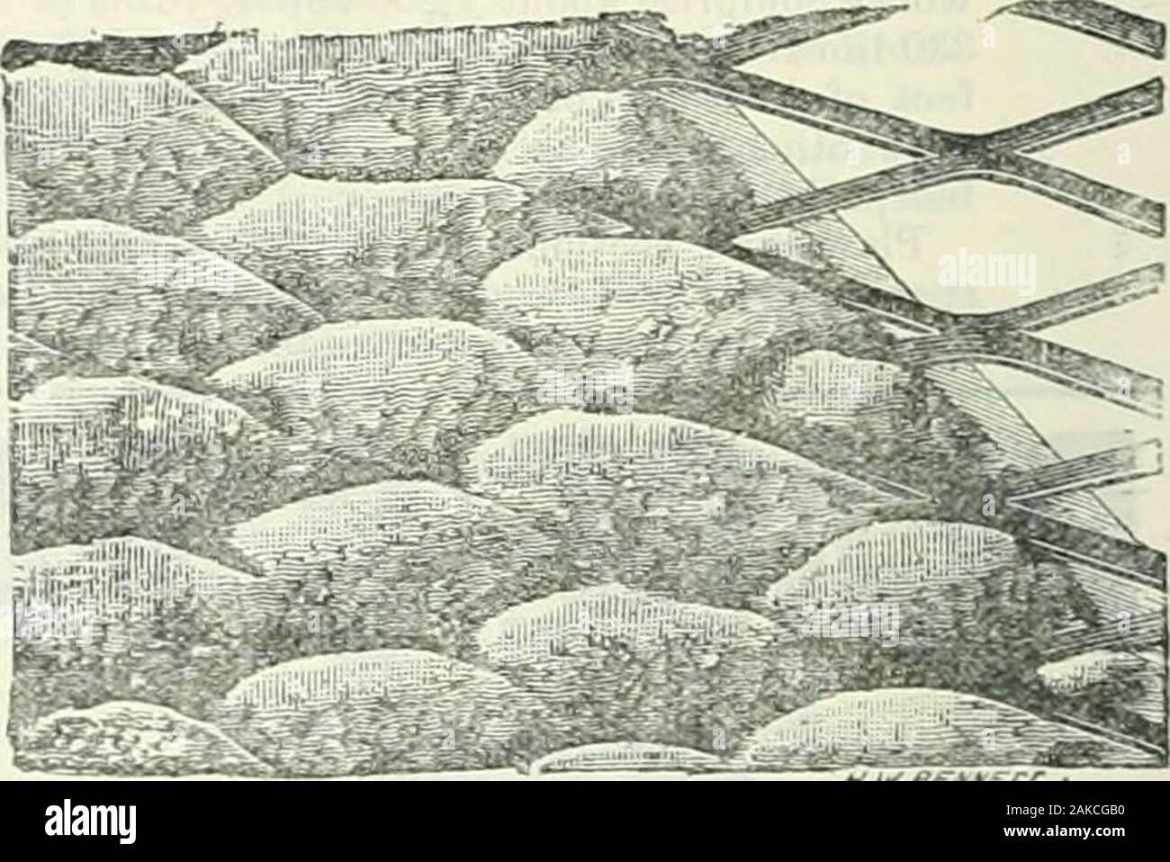 Il geometra e di ingegnere comunale . Incremento della forza da 6 a 2 volte. Inviare per catalogo e listino prezzi, anche copia della relazione speciale da un eminente di società di ingegneri sull uso di metallo espanso in calcestruzzo. Per pavimenti ignifughi e tetti, l! (L&GT;rsronr^-.";,nS,.Ri,,,.) solido e partizioni cava 2 cm di spessore, controsoffitti, &cAND per la scherma e ia 1 merletto di filo-lavoro in genere. ho MESli LATHINQ. I telegrammi ;distendere, Londra,Telefono: 829 Banca.. In Stock di dimensioni o di ordine. Il EXPARiOEO PiETAL andare.^ Ltd.^ 39 Upper Thames Si.^^ LOMDON ad es. -?^snss3? ^.A.z:,^E?x.x33Poox.. Oriente Foto Stock