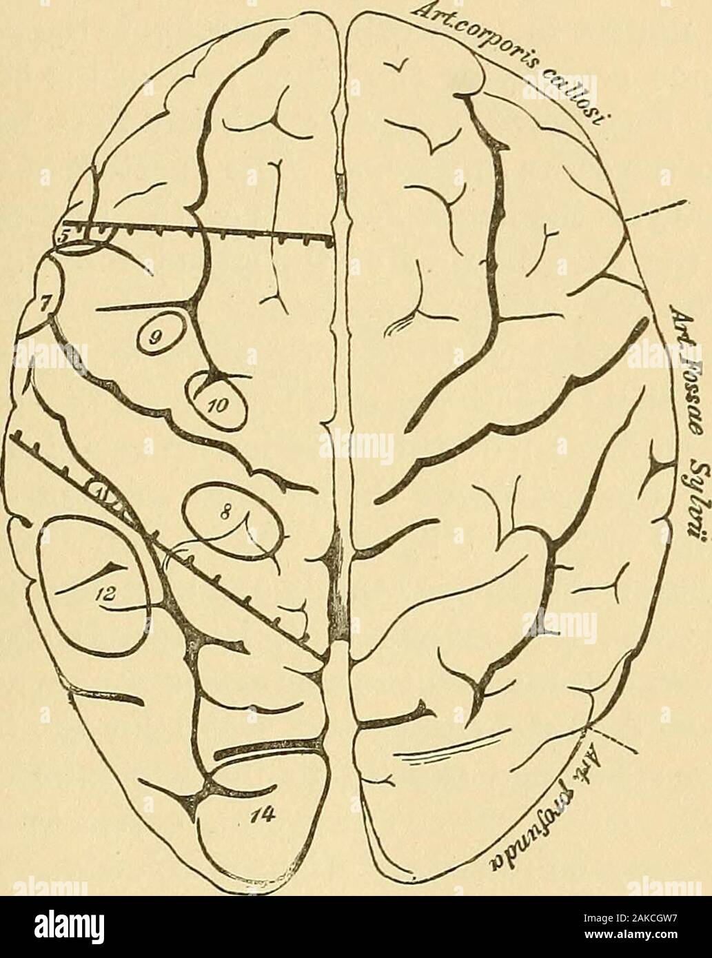 Manuale di pazzia per professionisti e studenti . Fig. 4. parlato e scritto (che sono sviluppati in un emisfero da soli)non sono contenute nel nostro centro-motore regione dimostra il valore merelyschematic della divisione ; tuttavia questi due importanti centri corticali. 11 centri sono in stretta prossimità di questa regione. Ai fini ofteaching abbiamo bisogno di una netta separazione dei centri, che inreality spesso passano in un'altra. Il discorso-regione, in particolare,deve essere considerato come un composito regione corticale. Solo gli angolidei speech-regione sono formate mediante i suoi centri, mentre le corti-cal Foto Stock