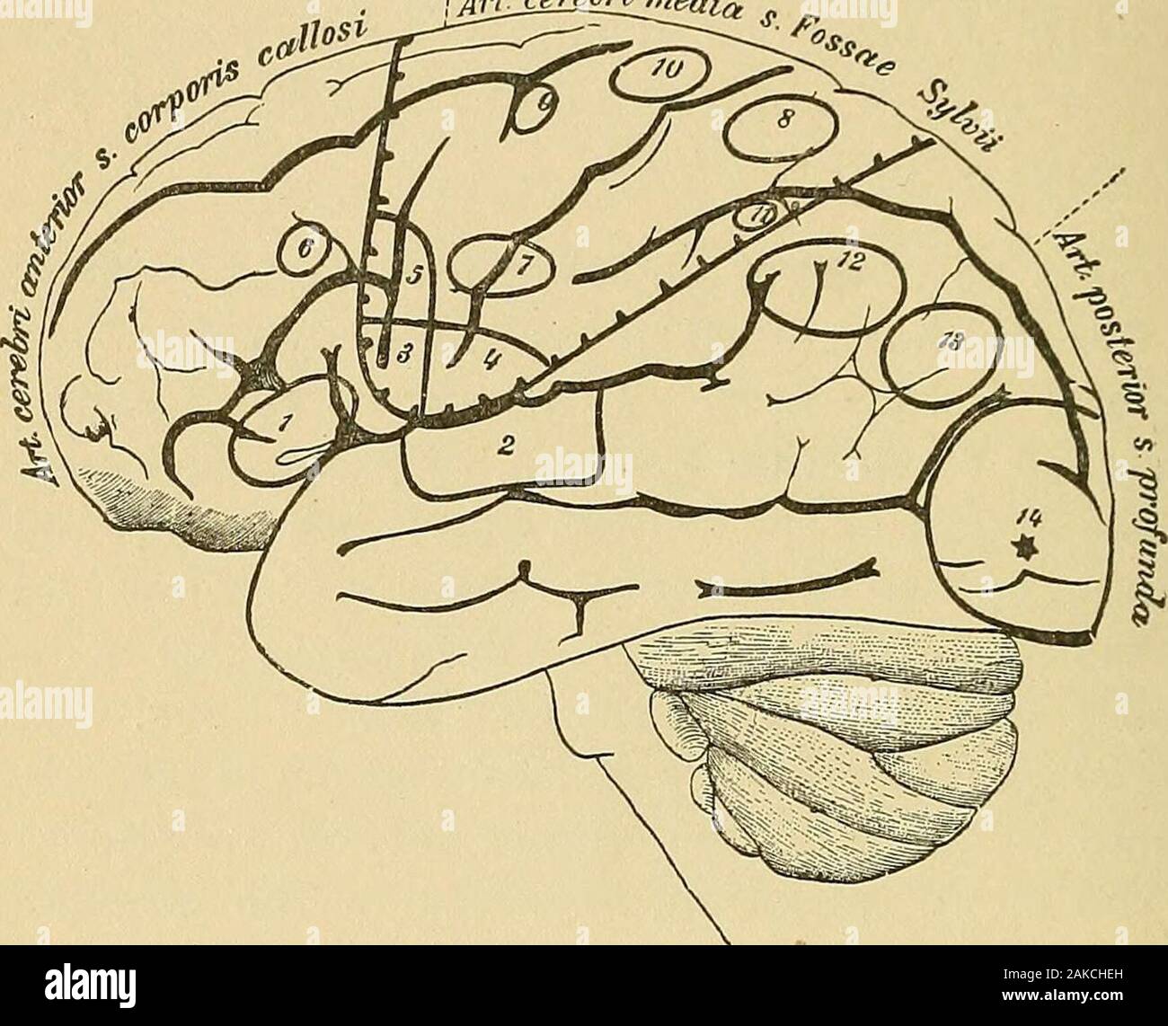 Manuale di pazzia per professionisti e studenti . lobi occipitale sono principalmente atro-phied. Se il cervello è imperfettamente sviluppato come un intero,come in alcuni idioti, non vi può essere alcuna questione di localizzazione.né è qualsiasi ulteriore conclusione giustificata da irregulardevelopment negli strati corticali, a meno che non si tratti di circum-inciso. Per esempio, in un paio di idioti il frontale lobescontained solo molto strette cellule piramidali che weredistributed irregularty, di modo che essa era quasi impossibleto distinguere gli strati. Qui la imperfetta mental de-velopment può essere attribuita alla imperfetta sviluppodei la fro Foto Stock