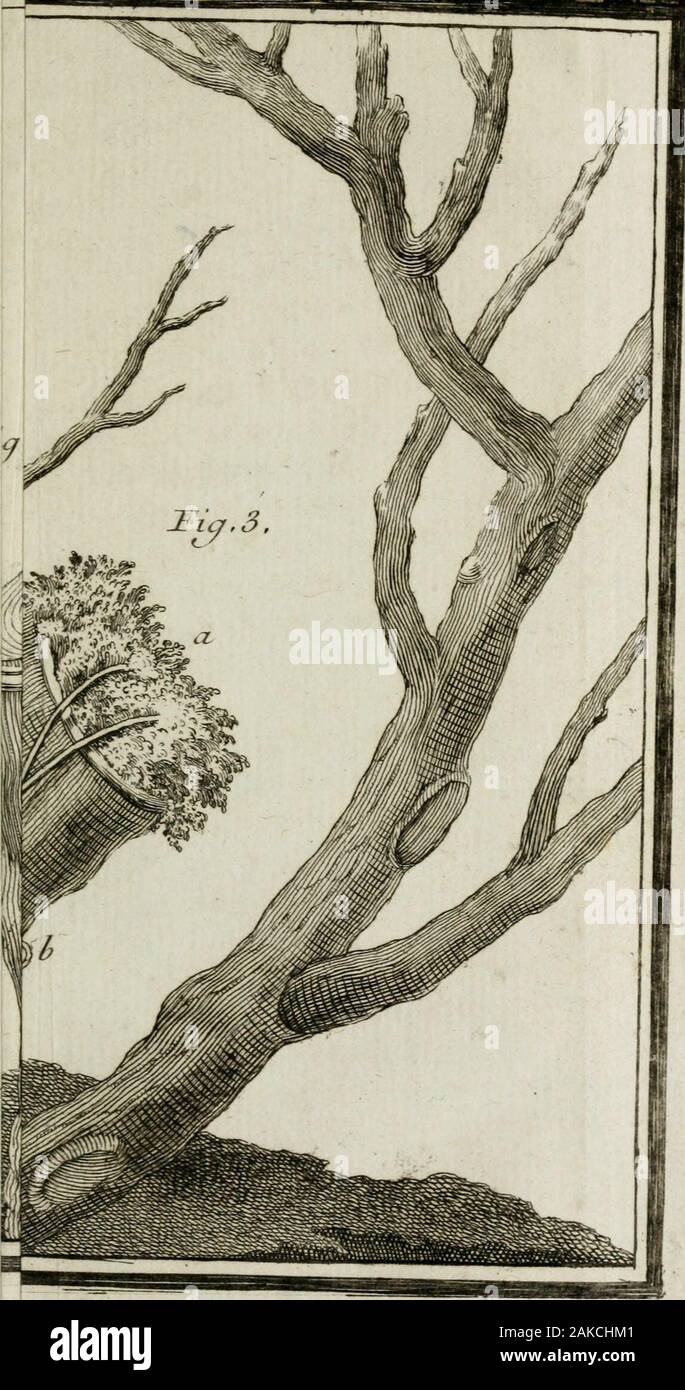 La pratique du jardinage . s 5 fe replantent en Mars;B. 409 r Les violettes raddoppia fe trans-plantent en Avril, 413. ViRgouleuse3 moyen de mettre prompte-ment à frutta, les poirier de cette efpèce 3JL% 188. 32.Z, Fin de la tabella*. -"C ERRA TA. JL ag. 51 , ligne 9 , arrivent, vita^ viennent, -?" 1 69, - 11, font bien repris , la vita%ont bien repris. 1 174, -- 11, ont au moins, vita^ un au moins. ? 1x5, ?? 17, cedro à côte., durata[ à côtes.135, -- 10, piftile, /z/f£ piftil. ii/V. 19 à côte, /f/èç à côtes. ---- 316, -?-? Dernière , plante , /(/*£plante. , -- N, quelles hideufes font , liftX quelles Foto Stock