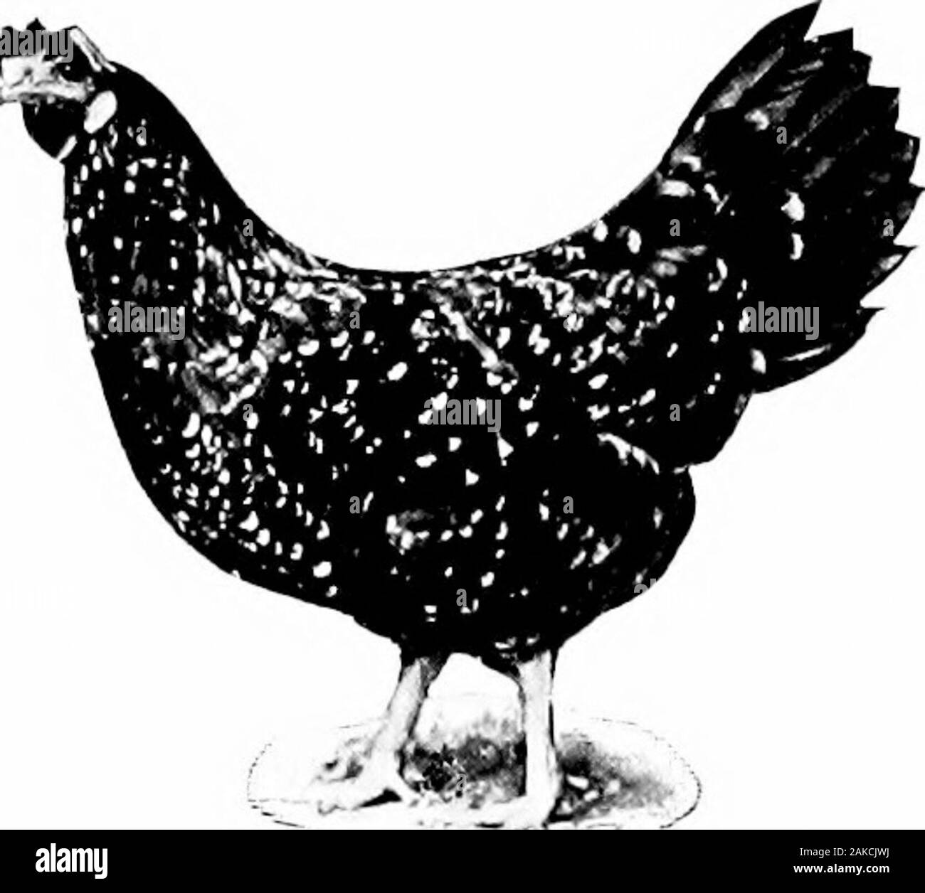 Un piccolo viaggio tra Anconas . La candela, olk di tali un uovo farà apparire pesante e abbastanza darkin colore. (B) piccolo uovo-anche se si ha di recente stabilito e insolitamente smallegg sarà classificato come un secondo. (C) sporca di uovo di uova che sono stati imbrattati con la terra, pollina orstained con paglia umida, sono anche classificati come secondi. D) la presenza di corpi estranei nelle uova-spesso le uova sono previste whichshow piccoli grumi di sangue circa le dimensioni di un pisello. (E) Uova Misshaped-uova che sono lunghi o piatta, o altrimenti deformati,deve anche andare come secondi. (F) Gli anelli di sangue-Kggs in cui l'embrione ha sviluppato una suffi Foto Stock