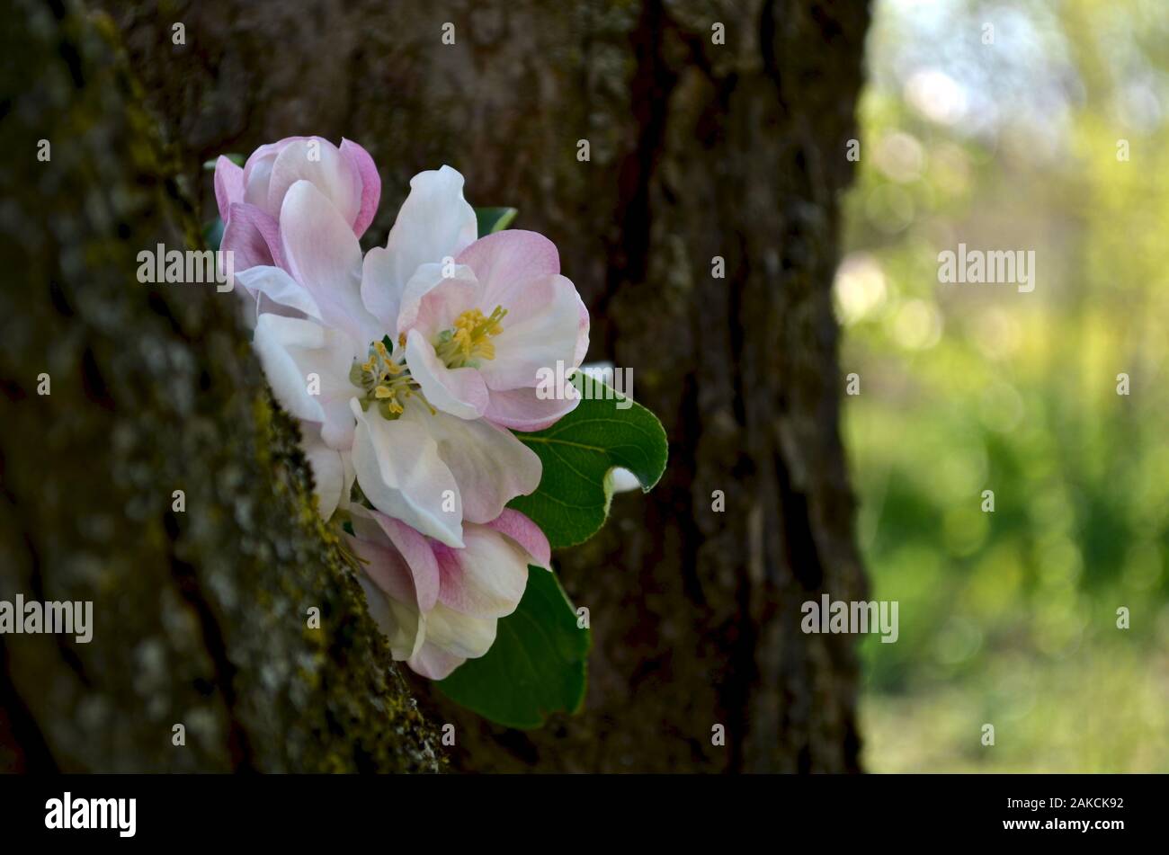 Un mazzo di fiori di apple picchi tra il tronco di albero sulla sinistra. Foto Stock