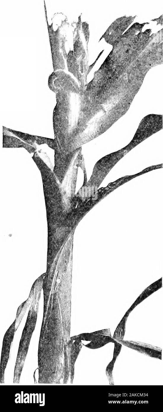Southern raccolti di campo (esclusiva di piante foraggere) . Fig. 102. - Il mais Eah-worm a Wokk nella punta di un Eabp Geeen di mais. 210 Southern raccolti di campo 192. Orecchio mais-worm, o cotone boll worm {HcliotMsobsoleta). - Questo è lo stesso insetto come il cotone boll worm (cfr. par. 359). Il eggsare cui bj^ un grande grayishbrown falena che, es-particolarmente verso sera,può essere trovato hoveringover campi di mais, cotone,e cowpeas. Il eggsarc collocato sulla sete(Fig. 101), foglie orother parti del cornplant. Dopo questi hatch,i giovani degli ORM, o lar-VSE, trovare la loro strada in thetip dell'orecchio e dest Foto Stock