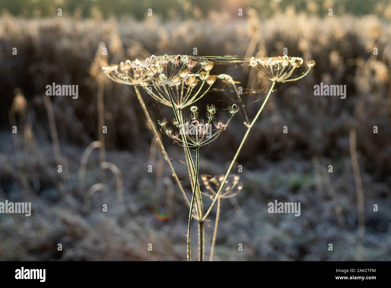 Steli secchi di Daucus carota ricoperta di brina. Il primo gelo. Foto Stock