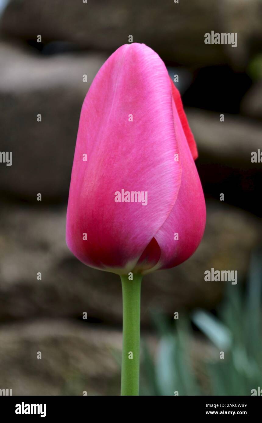 Pink tulip bud sulla strada superiore anteriore del fiore con un gambo. Foto Stock