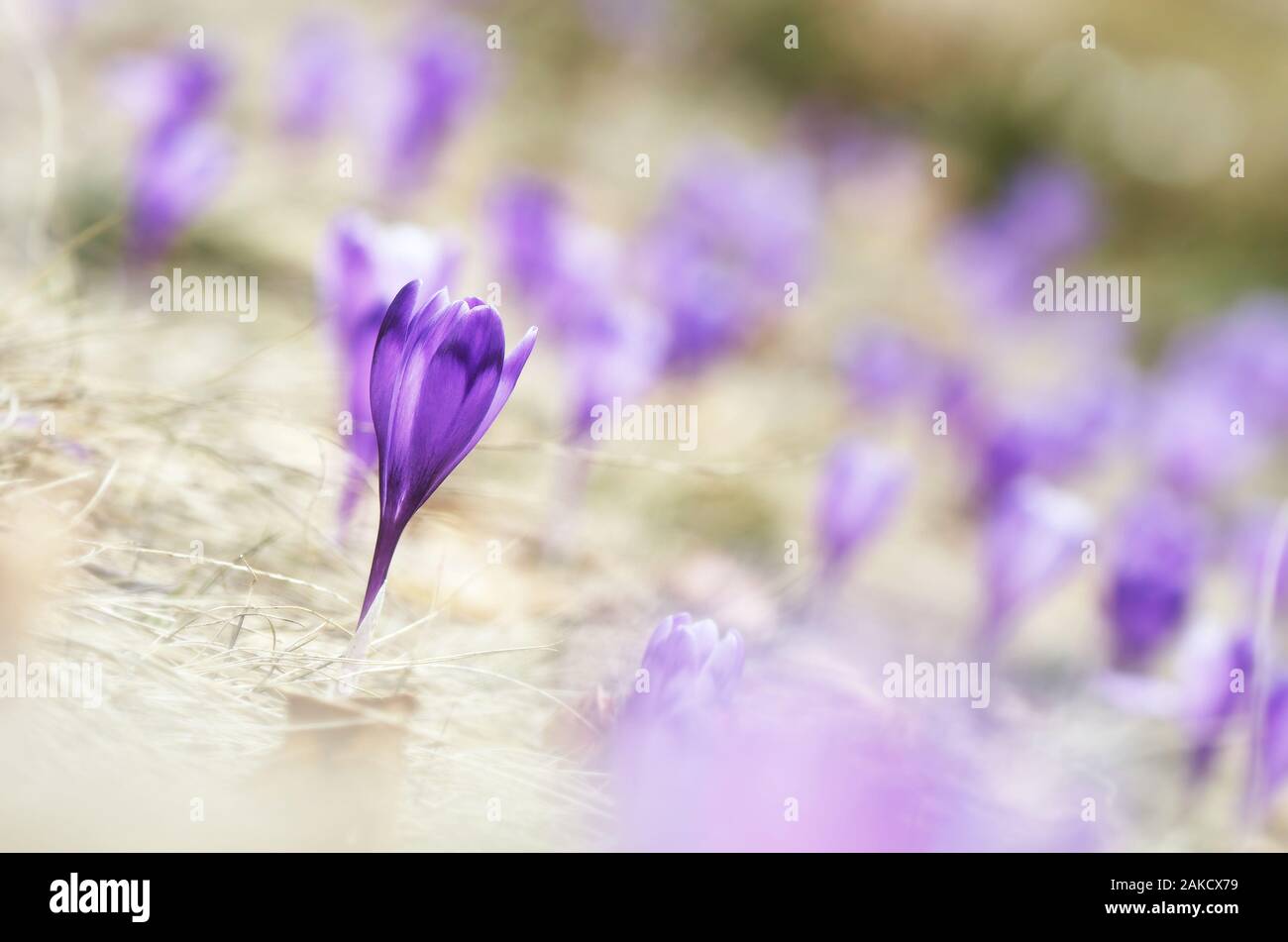 La molla crocus fiori in un prato di montagna. Fiore di zafferano bud closeup Foto Stock