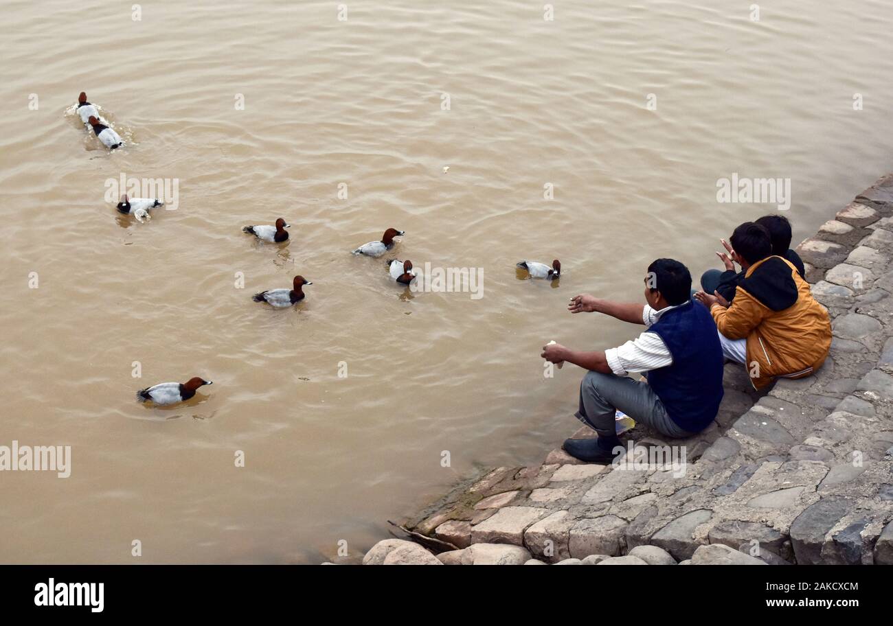 Chandigarh, India. Gen 8, 2020. Visitatori anatre di alimentazione presso il lago Sukhna in Chandigarh.Sukhna Lake è un serbatoio ai piedi (colline Shivalik) dell'Himalaya. Questo 3 kmÂ² rainfed lago fu creato nel 1958 da sbarramento al Sukhna Choe, un flusso stagionale è venuto giù dalle colline Shivalik. Credito: Saqib Majeed SOPA/images/ZUMA filo/Alamy Live News Foto Stock