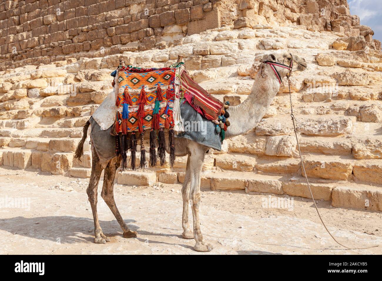 Bedouin cammelli resto vicino al sito di Giza Piramidi del Cairo in Egitto Foto Stock