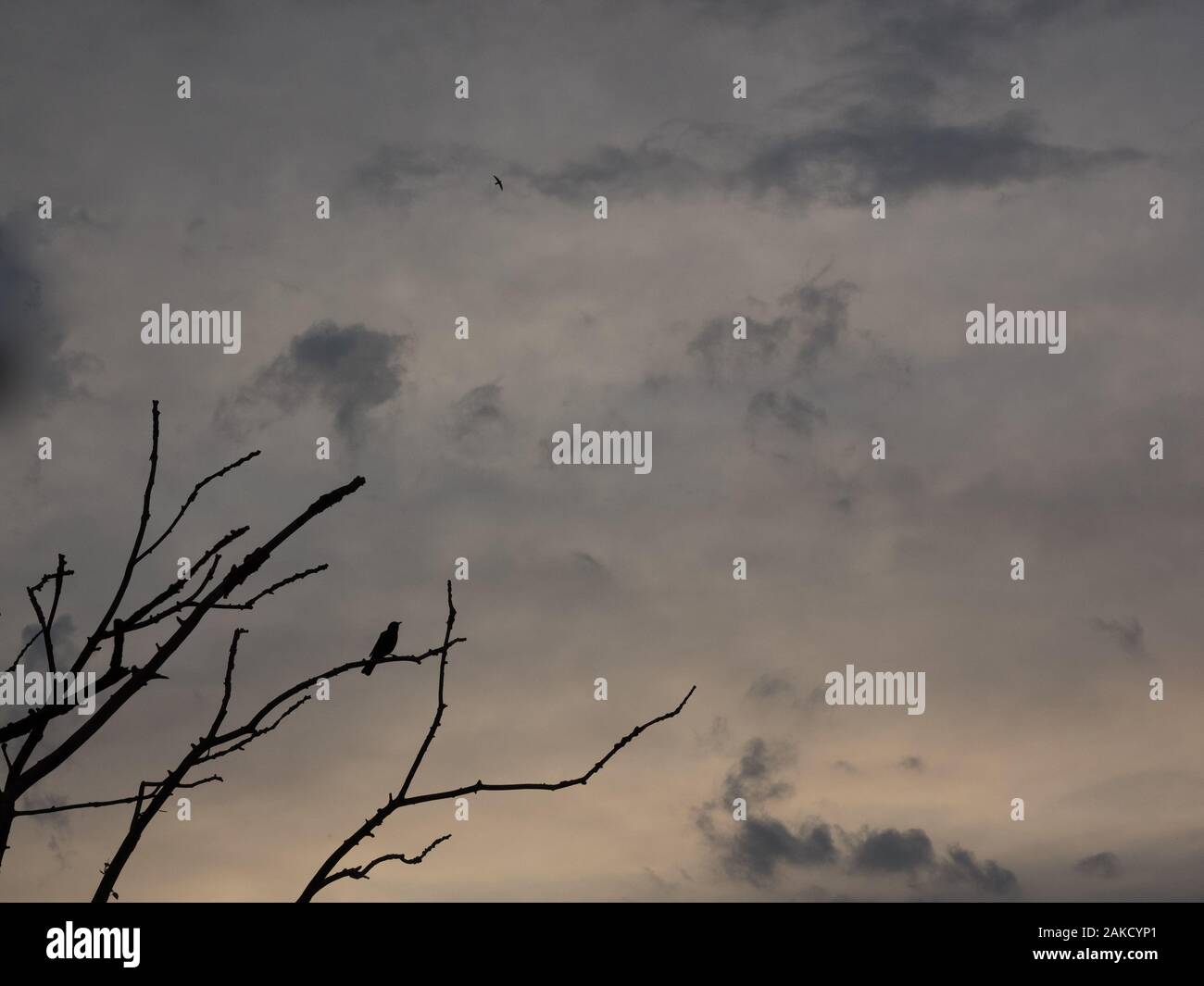 Silhouette di un merlo su un ramo a retroilluminazione Foto Stock