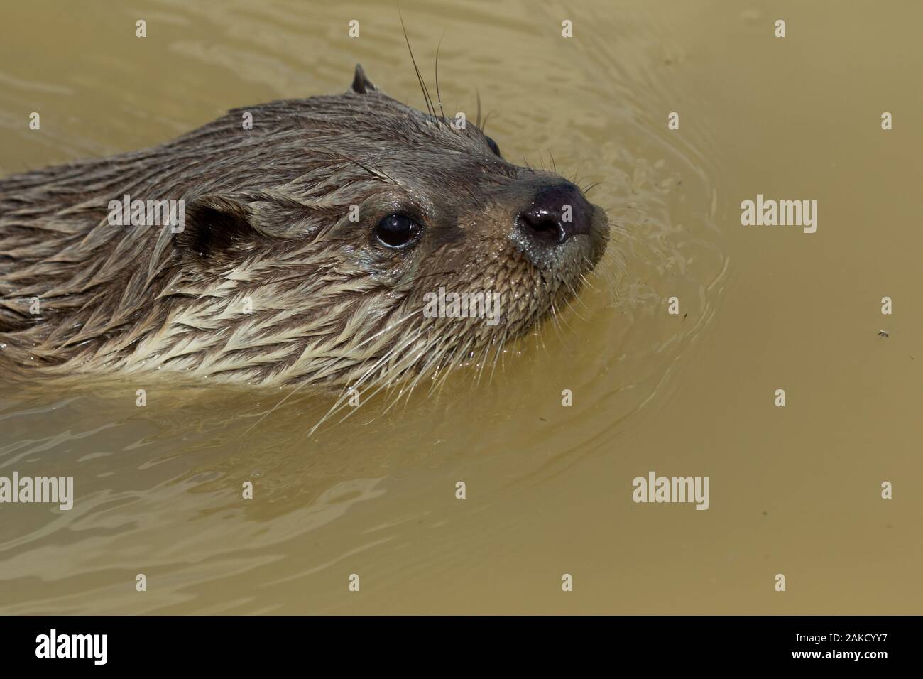 Eurasian Otter, Westcountry Wildlife Photography Center, Devon Foto Stock