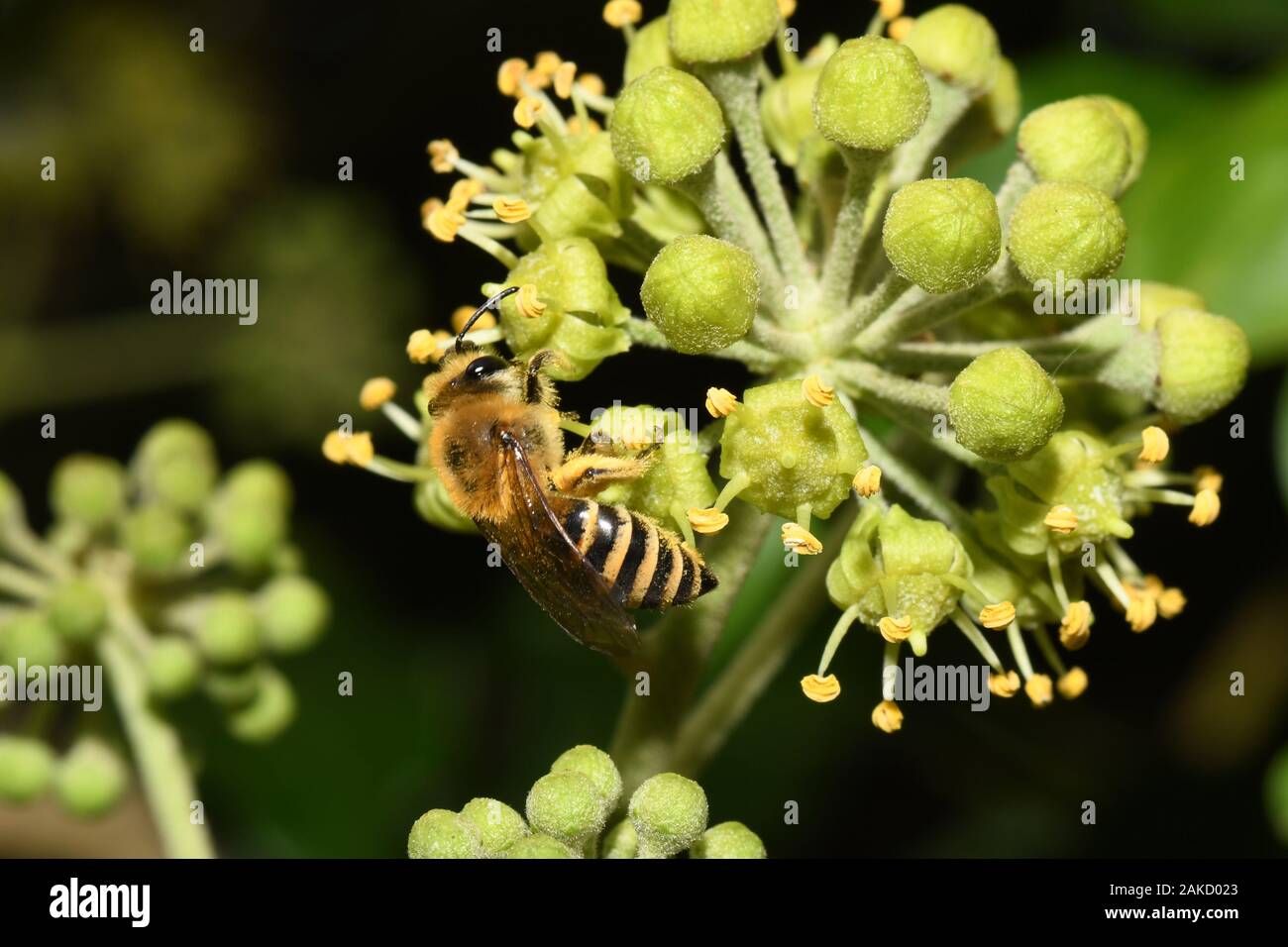 L'Edera Bee,Colletes hederae, è una specie di mining bee prima registrata in Gran Bretagna nel 2001. Esso foraggi quasi esclusivamente ai fiori di Edera e vola Foto Stock