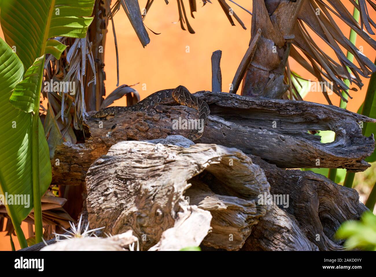 Santuario del serpente a Tsitsicama Sud Africa Foto Stock