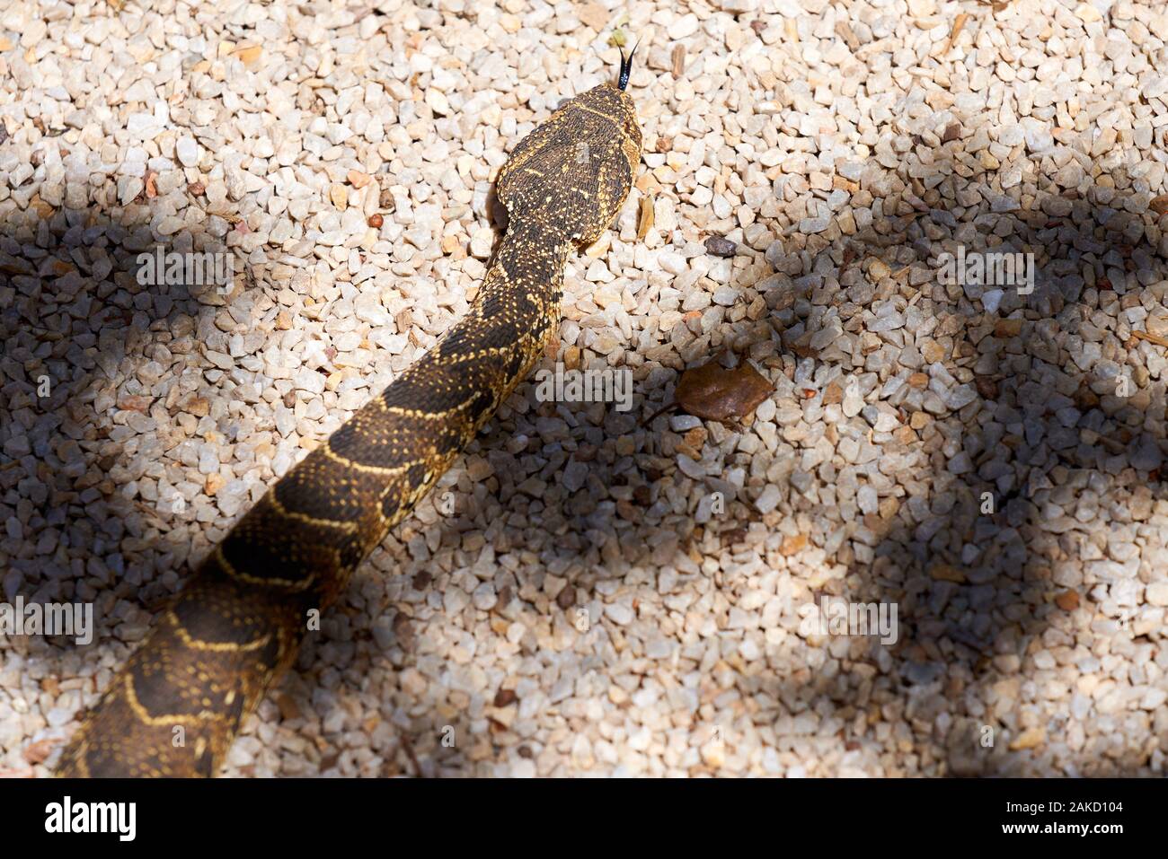 Santuario del serpente a Tsitsicama Sud Africa Foto Stock