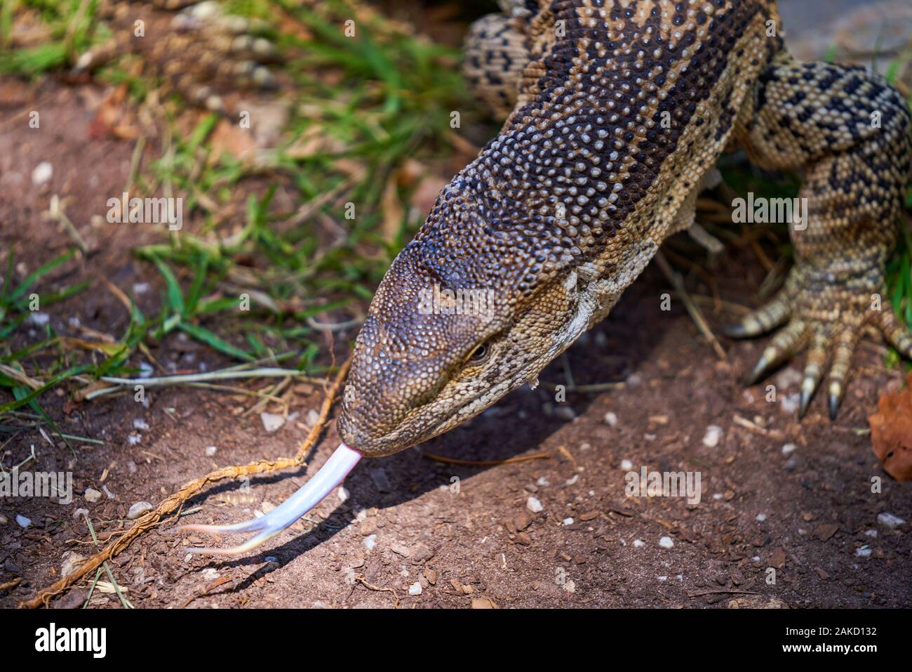 Santuario del serpente a Tsitsicama Sud Africa Foto Stock