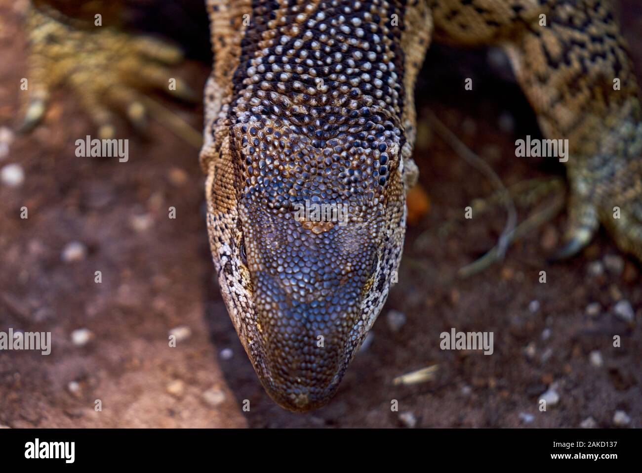 Santuario del serpente a Tsitsicama Sud Africa Foto Stock