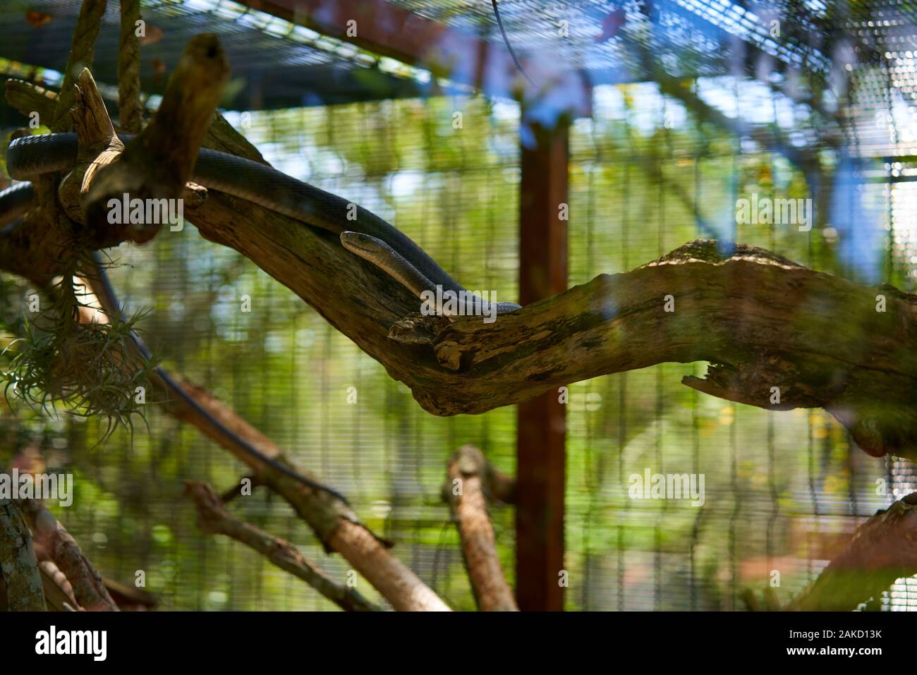Santuario del serpente a Tsitsicama Sud Africa Foto Stock