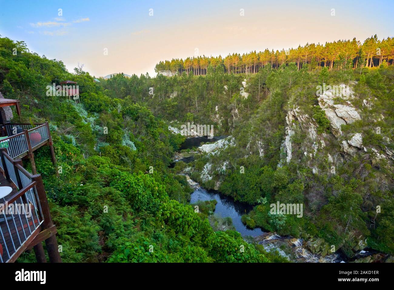 Natura a Tsitsicama capo occidentale Sud Africa Foto Stock