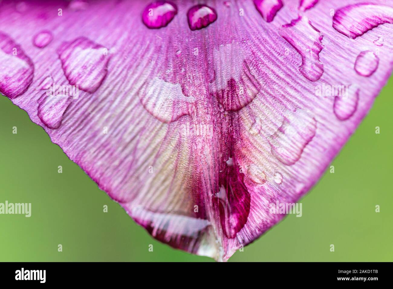 Petalo di tulipano viola con gocce d'acqua. Foto Stock