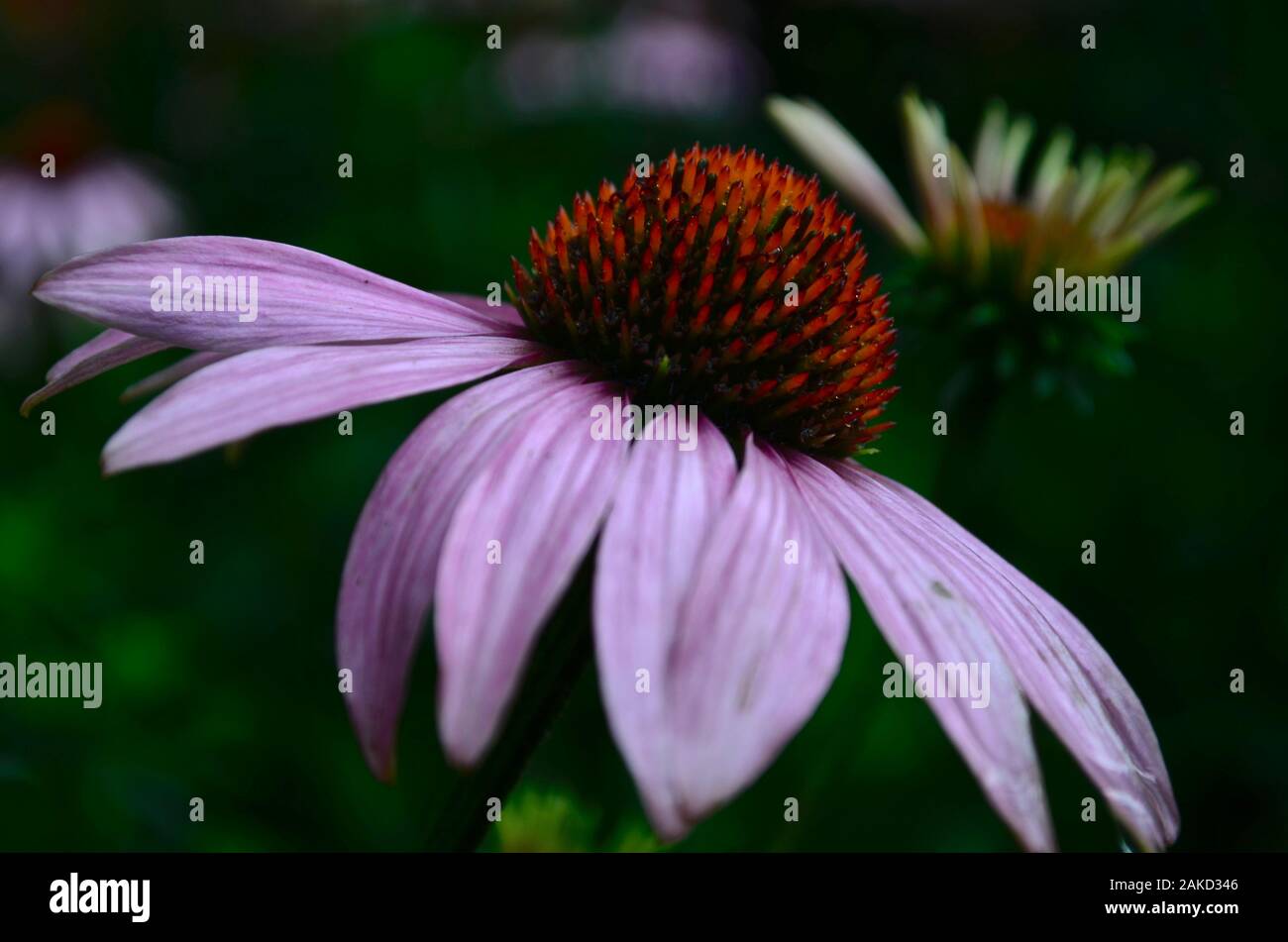 L'echinacea flower è un farmaco magenta-fiore inclinato diagonalmente close up dopo la pioggia nel giardino. Foto Stock