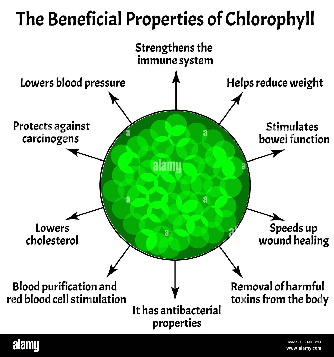 Proprietà utili di clorofilla. La struttura della clorofilla. Illustrazione Vettoriale su sfondo isolato. Illustrazione Vettoriale