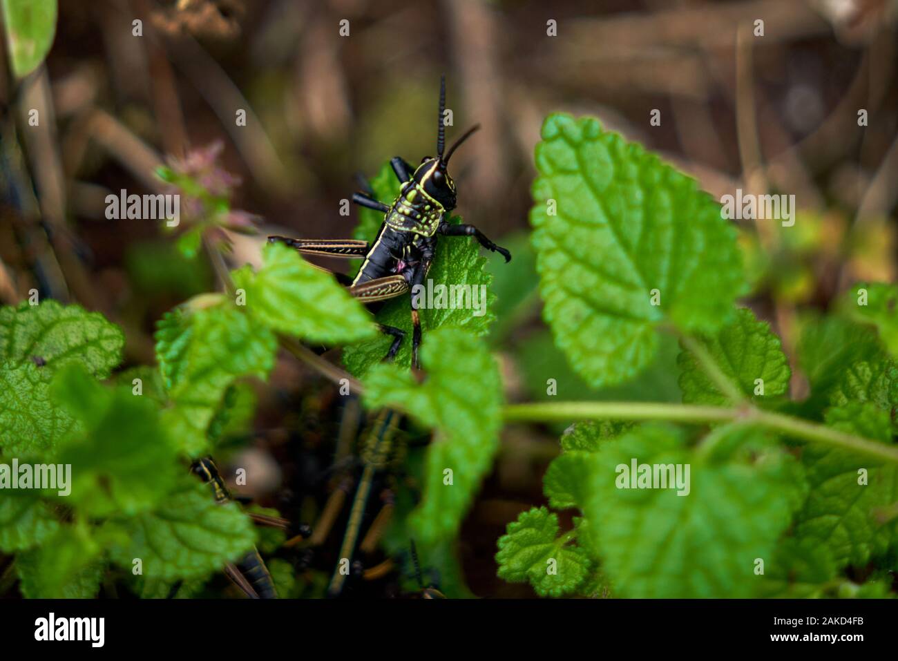 Natura e fauna selvatica in Tsitsicama Sud Africa Foto Stock