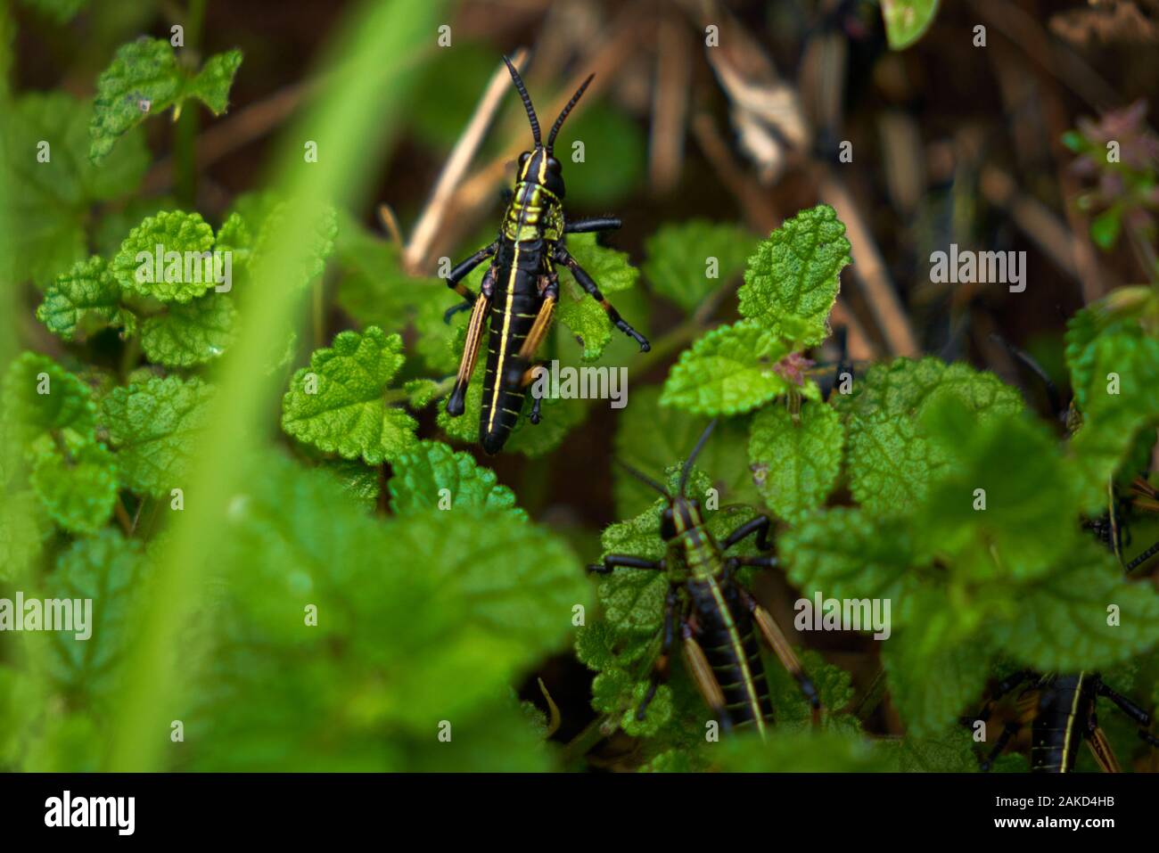 Natura e fauna selvatica in Tsitsicama Sud Africa Foto Stock