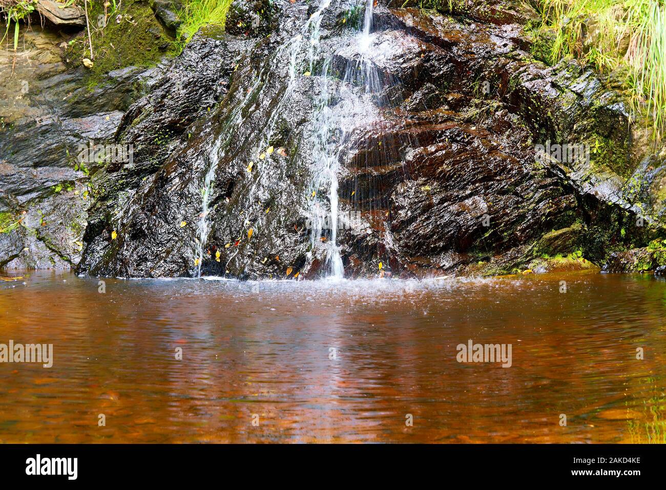 Natura e fauna selvatica in Tsitsicama Sud Africa Foto Stock