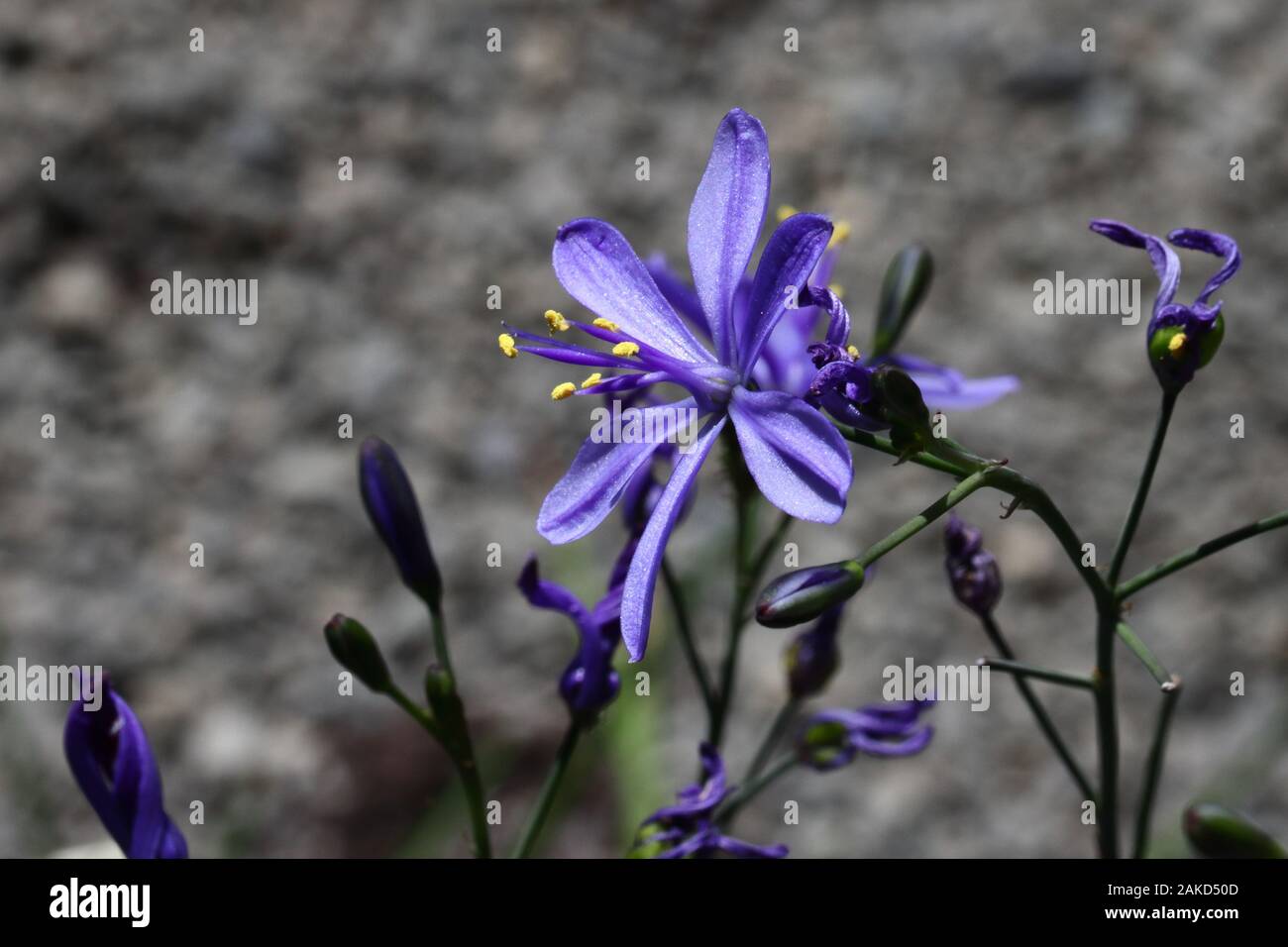 Pasithea caerulea o ariosa capi ricchi di un blu profondo fiori stellato con crema antere, ogni fiore 2cm. Foto Stock