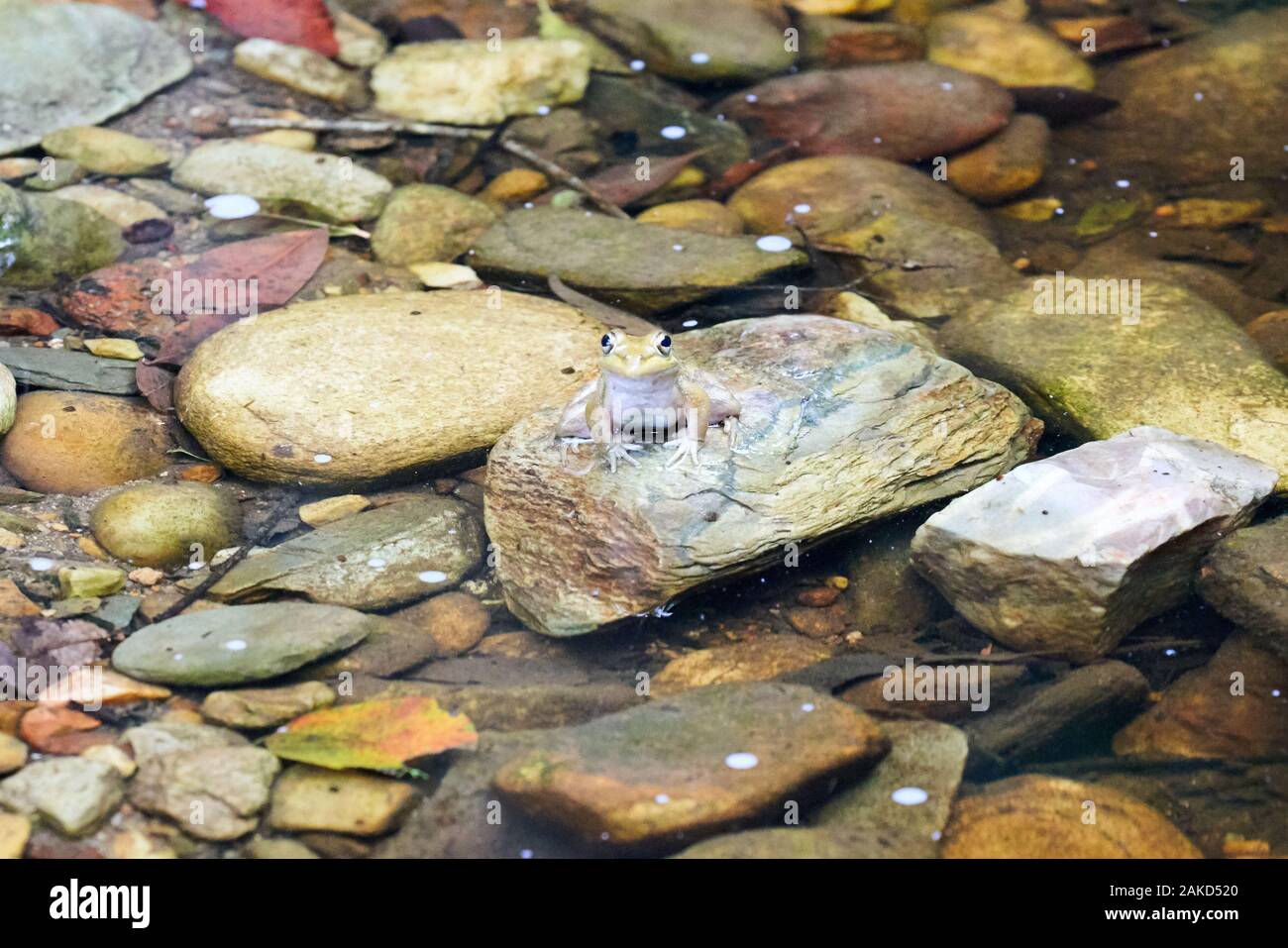 Natura e fauna selvatica in Tsitsicama Sud Africa Foto Stock