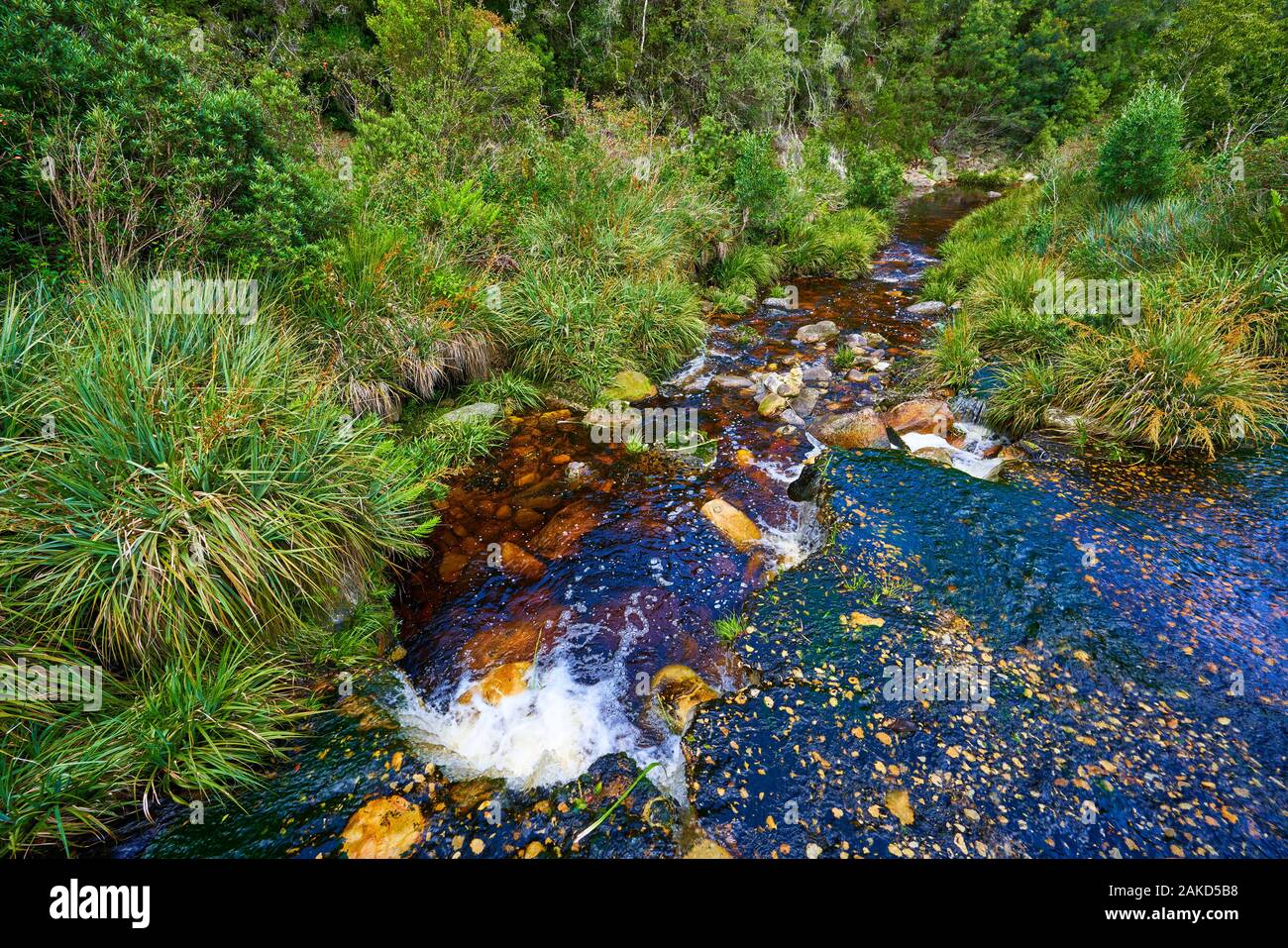 Natura in Tsitsicama Sud Africa Foto Stock