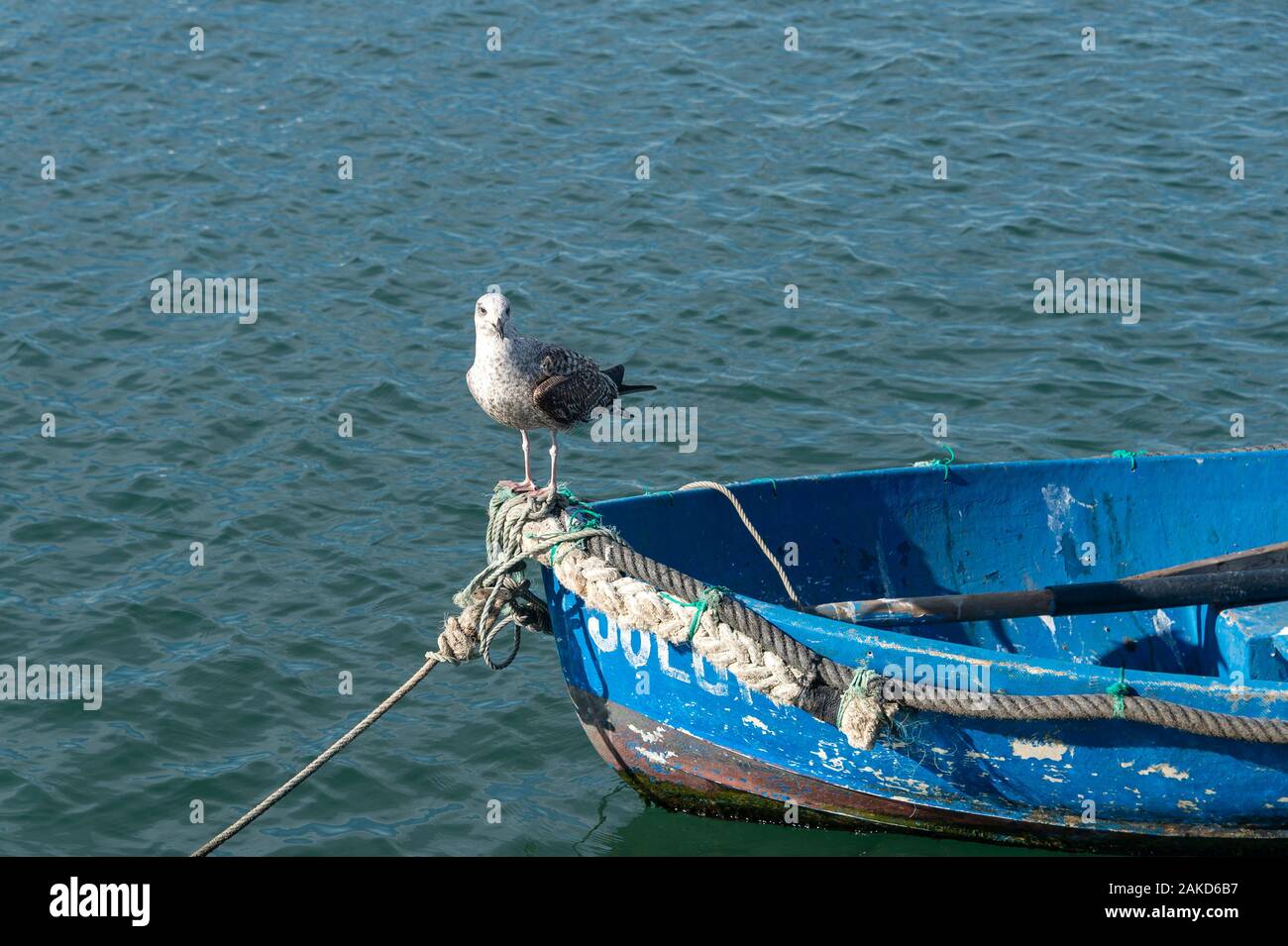 Gull permanente sulla prua di un blu piccola barca da pesca in Portogallo. Foto Stock