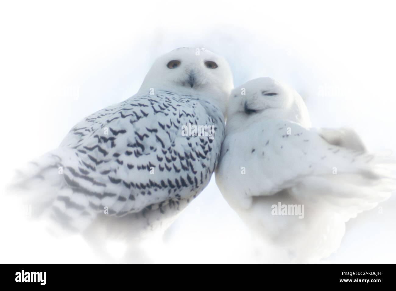 In prossimità dei due bianchi le civette delle nevi in amore fare affidamento gli uni sugli altri Foto Stock
