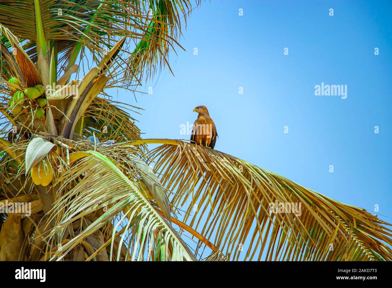 Un magnifico il nibbio bruno (Milvus migrans) seduto in Palm tree in attesa di balzare. È l'isola di Goree, Senegal Africa. Foto Stock