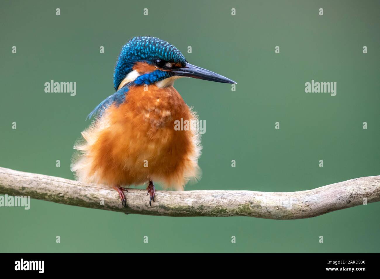 Common kingfisher (Alcedo atthis), seduta gonfio su un ramo, Germania Foto Stock