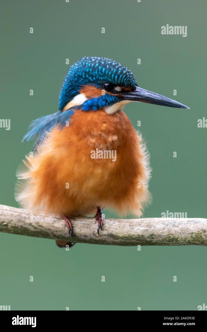 Common kingfisher (Alcedo atthis), seduta gonfio su un ramo, Germania Foto Stock