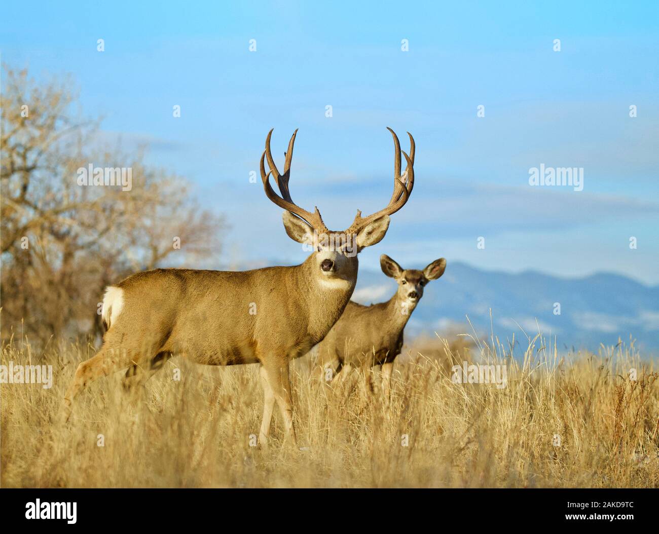 Mule Deer buck e doe; ritratto ambientale ai piedi delle Montagne Rocciose Foto Stock