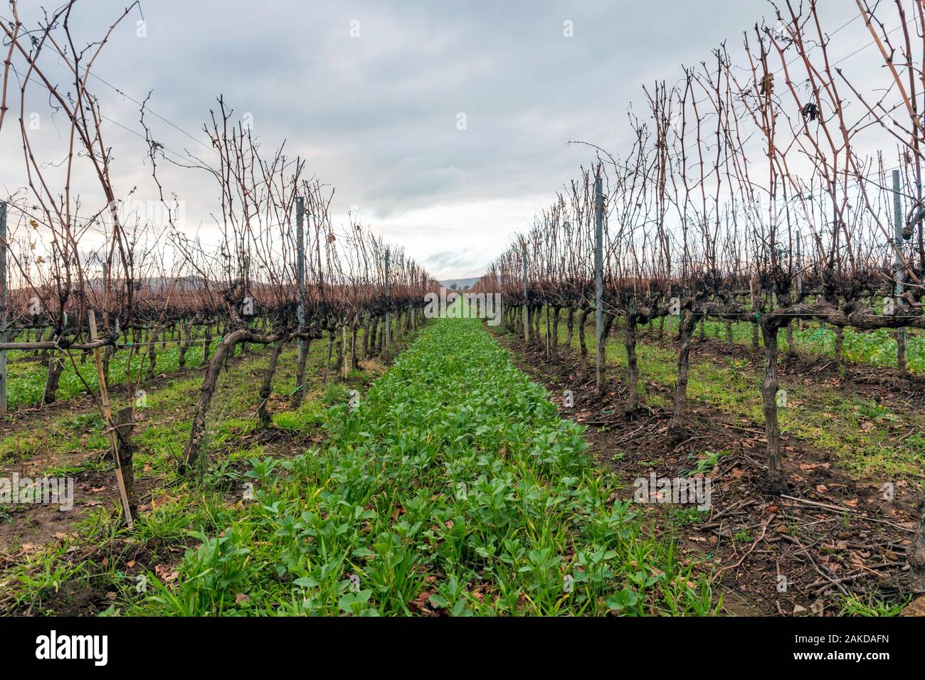Campo coltivato a vigneto per la produzione di vino. Vigne potate e senza uva disposte in righe, nella stagione invernale. Foto Stock