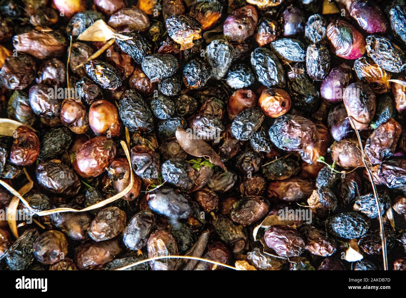 Rugoso olive pronti per essere ordinati per il trattamento in Può Det Frantoio a Soller, Mallorca, Spagna Foto Stock