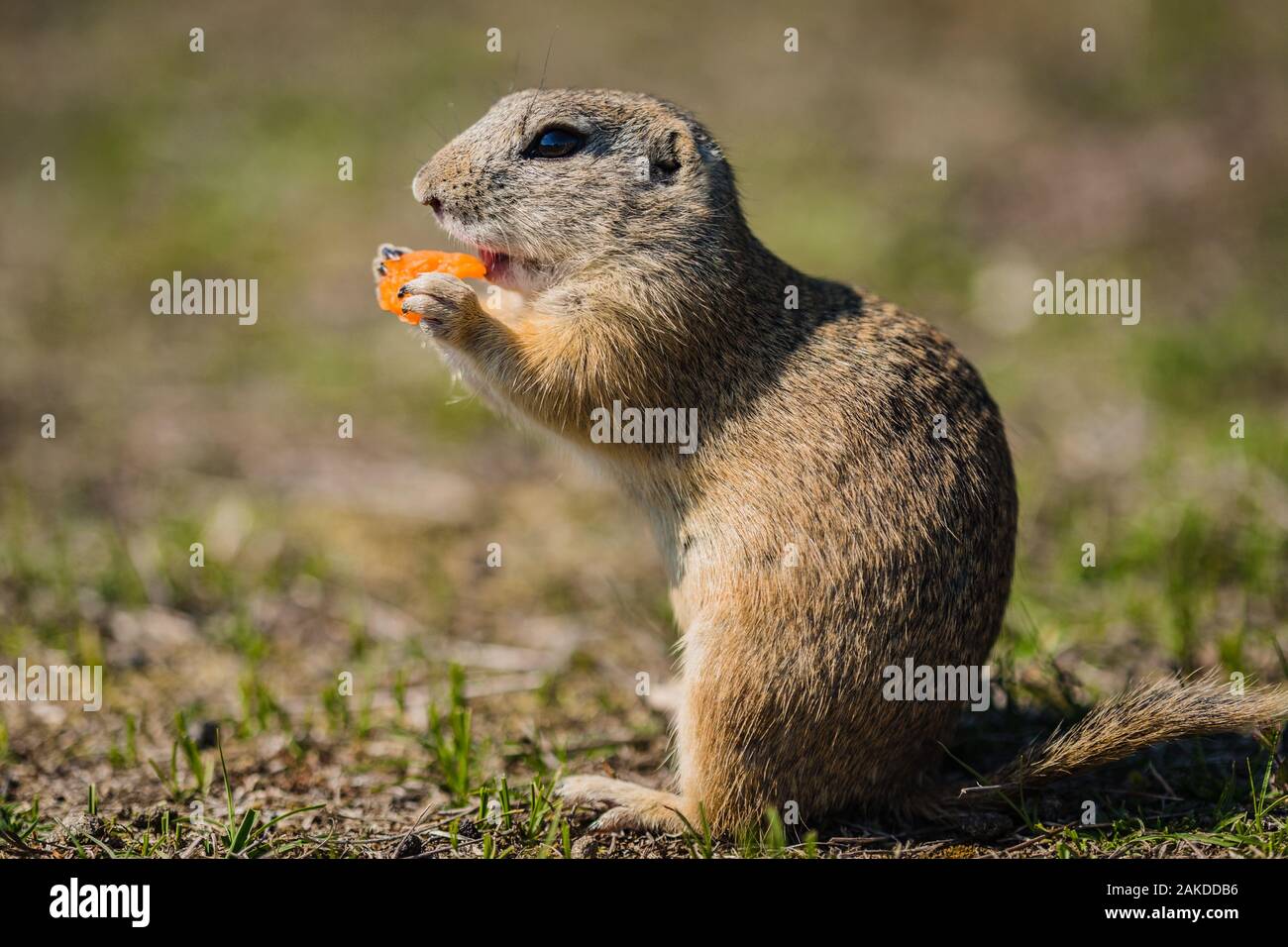 Chiudere l immagine di una fame marrone terra europea scoiattolo seduto su erba verde tenendo un pezzo di carota arancione. Soleggiata giornata di primavera. Sfondo sfocato. Foto Stock