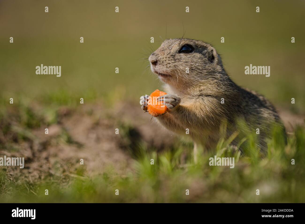 Chiudere l immagine di una fame marrone terra europea scoiattolo seduto su erba verde tenendo un pezzo di carota arancione. Soleggiata giornata di primavera. Sfondo sfocato. Foto Stock
