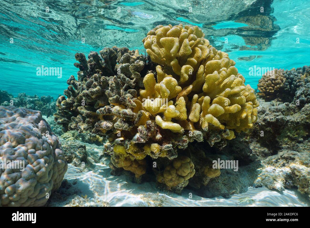 Pocillopora sano di corallo sulla parte destra e completamente morto sulla sinistra, in acque poco profonde, oceano pacifico, Polinesia francese, Oceania Foto Stock