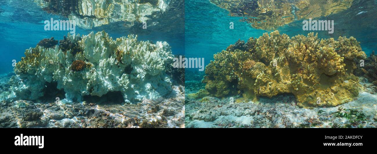 Fire coral bleaching nell'Oceano Pacifico, sana il corallo sulla parte destra e sbiancato coral 6 mesi più tardi sulla sinistra, Polinesia francese, Oceania Foto Stock