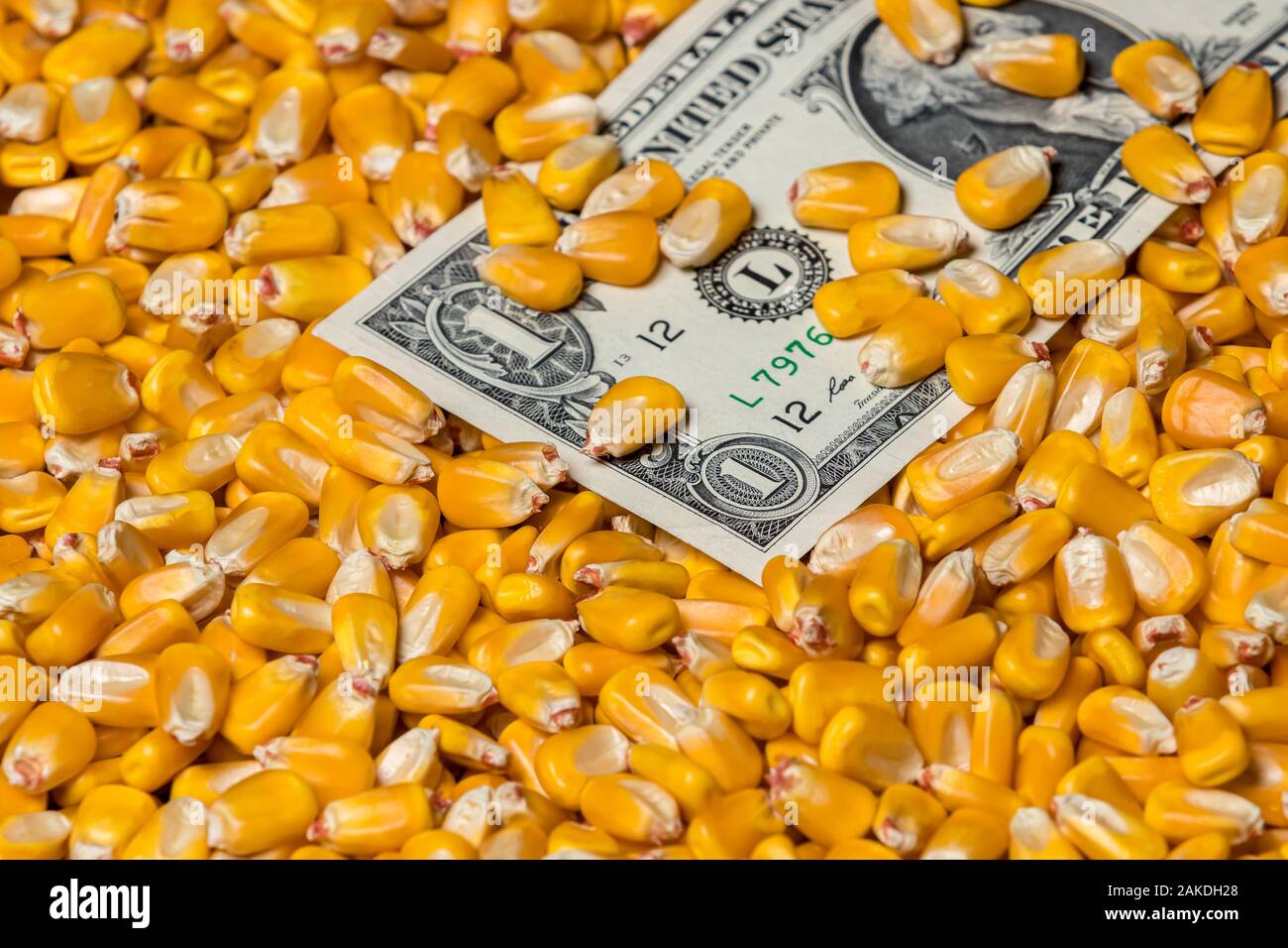 Primo piano di chicchi di mais americano di copertura di un dollaro. Concetto di grano sul mercato delle materie prime prezzi, tariffe e guerra commerciale Foto Stock