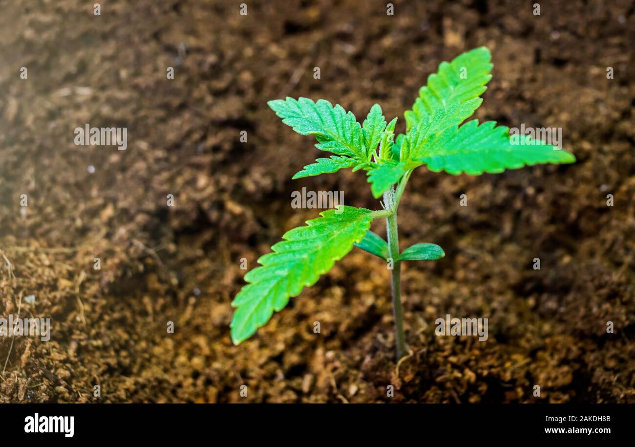 Giovani pianta di Cannabis piantina su Coco Coir suolo vicino fino Foto Stock