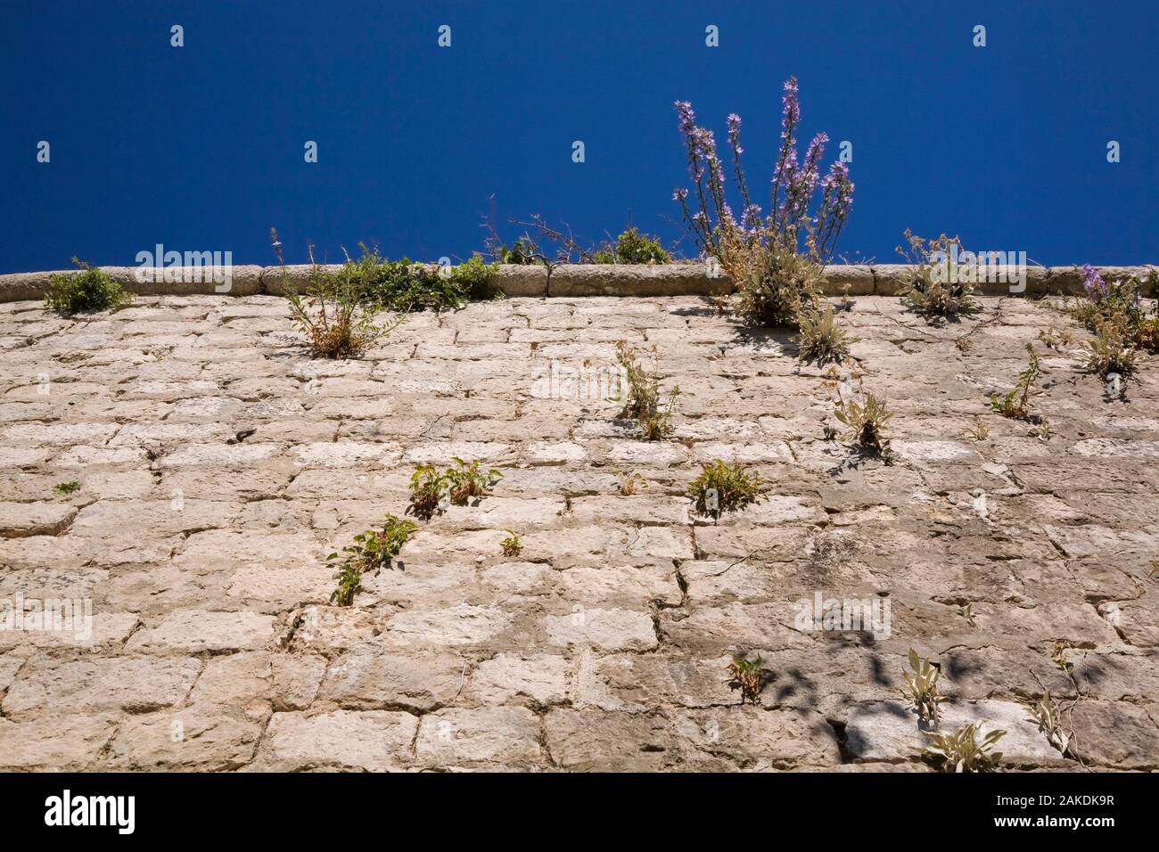 Ardito perenne piante crescere attraverso le crepe e le fessure in un vecchio muro di pietra in tarda estate. Foto Stock Ardito perenne piante crescere attraverso le crepe e le fessure in un vecchio muro di pietra in tarda estate. Foto Stock