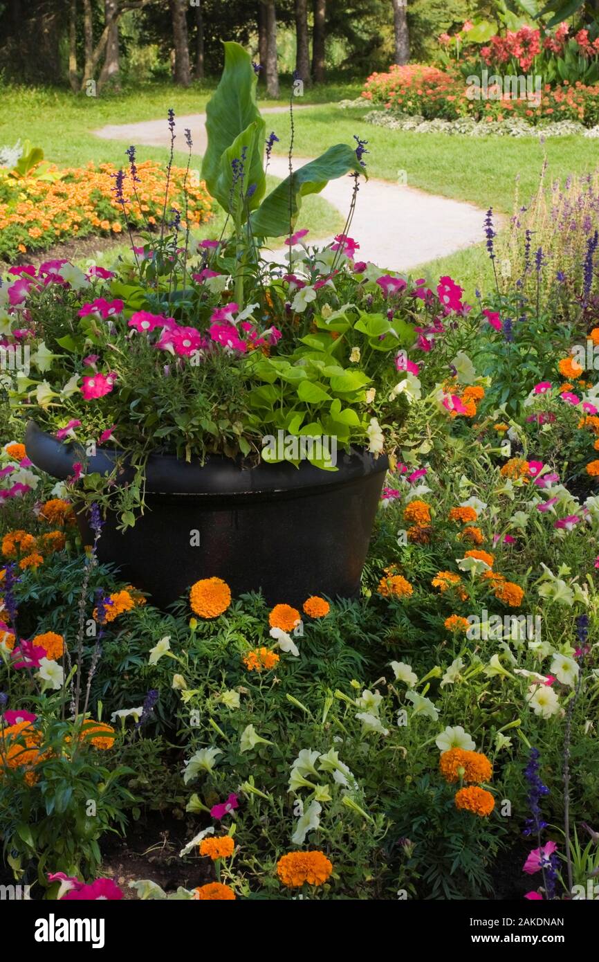 Piantatrice nero e viola, bianco nelle petunie, Canna - Indian Shot, arancione Tagetes - Calendula fiori in frontiera, Centre de la natura, Laval, Quebec. Foto Stock