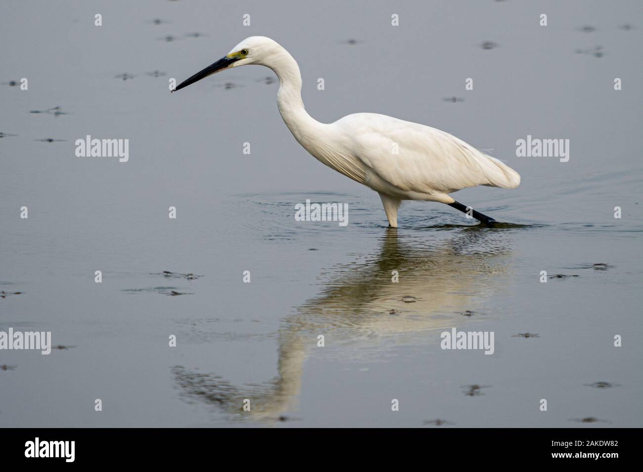 White Heron - pesce pescato Foto Stock